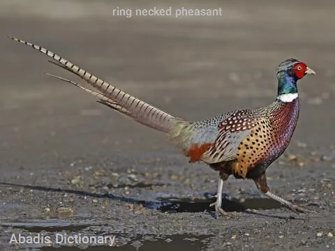 ring necked pheasant